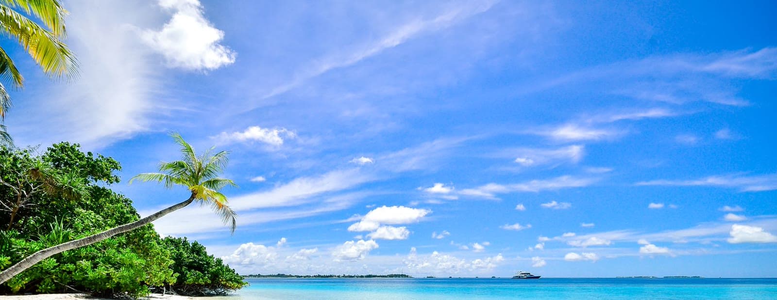 Trees along a turquoise shoreline under a pale sky.